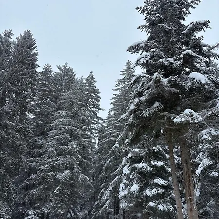 Chamkoria Forest Appartement Borovets